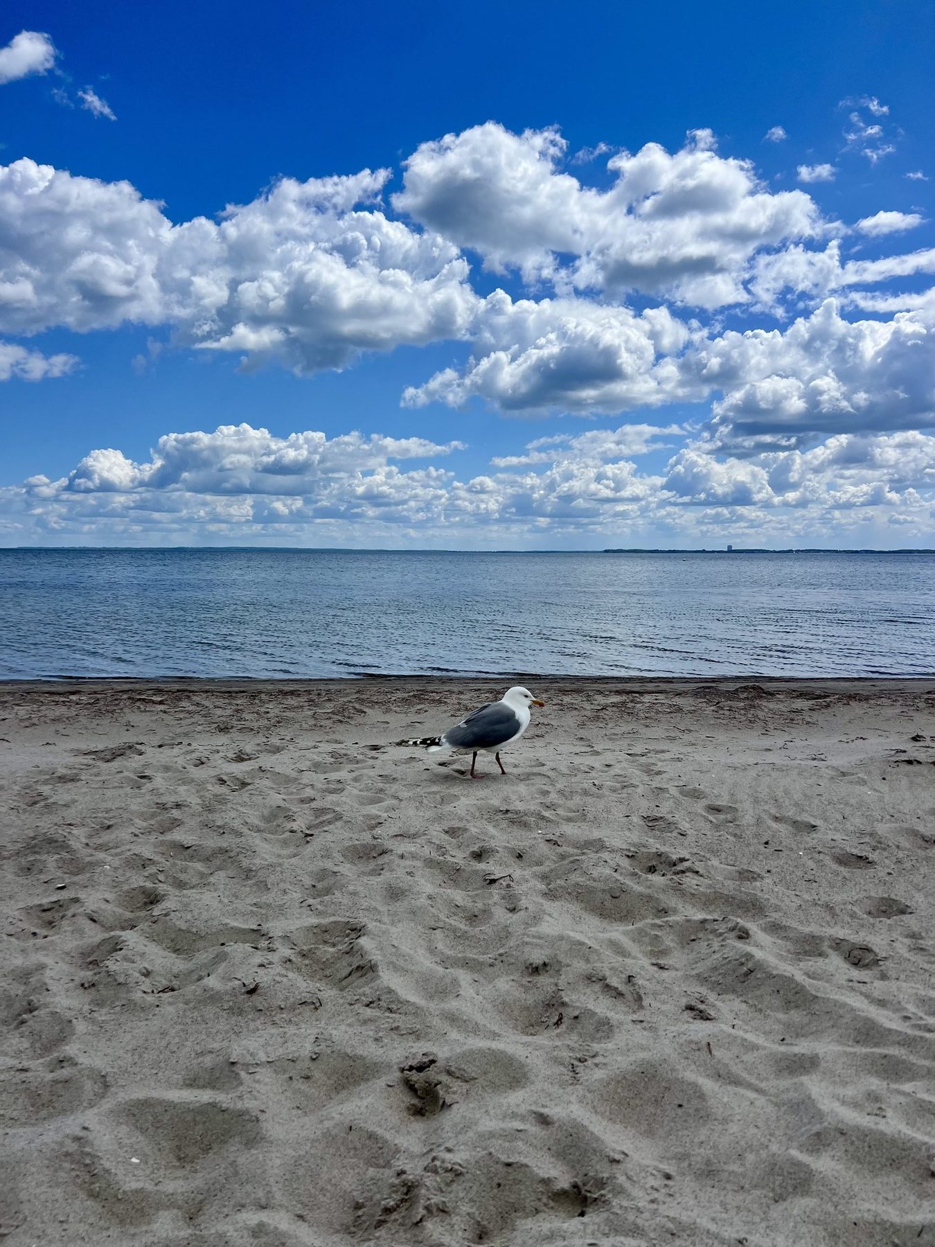 Möwe am leeren Strand von Haffkrug